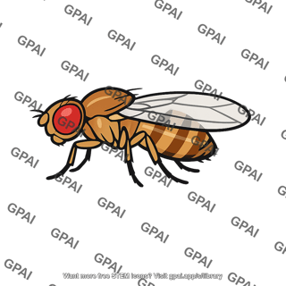 Fruit fly