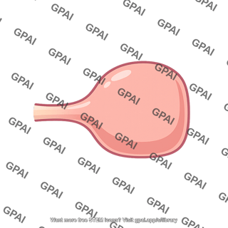 Terminal button presynaptic