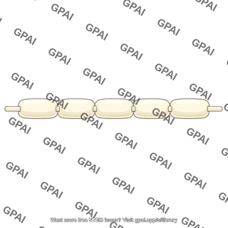 Myelin sheath