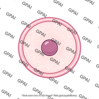 Ovum
