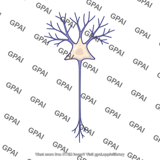 Cortical cell