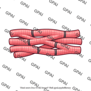 Cardiac muscle