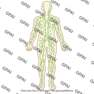 Lymphatic system