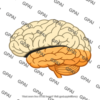 Human brain lateral fissure