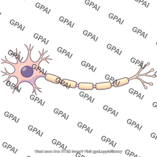 Myelinated neuron