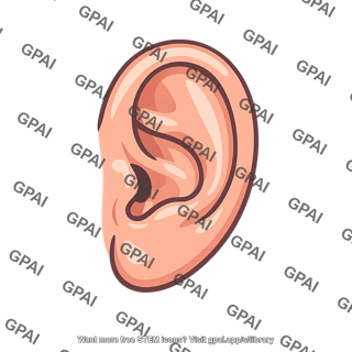 Ear