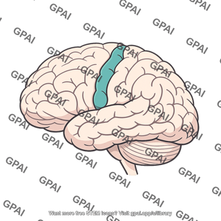 Motor cortex