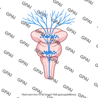 Human brainstem central norepinephrine system