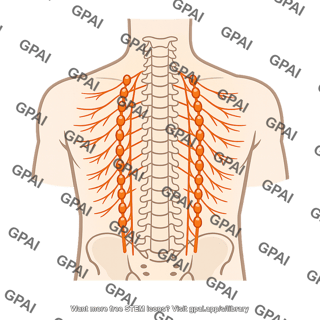 Sympathetic nervous system