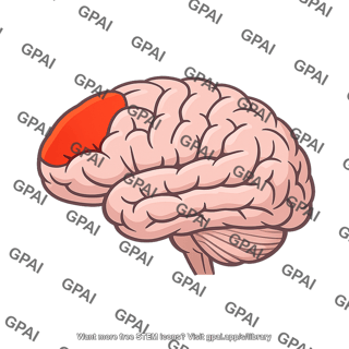 Left prefrontal cortex