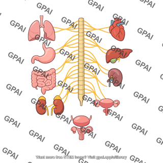 Autonomic nervous system with organs