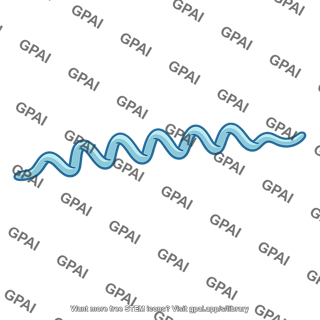 Syphilis bacterium