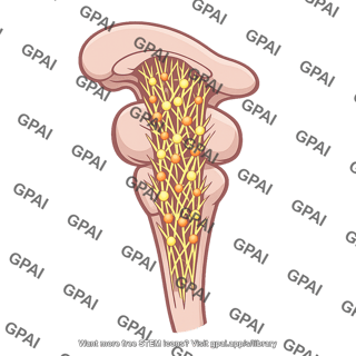 Reticular formation