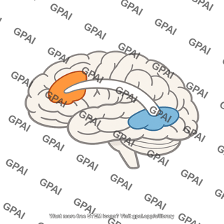 Language brain network