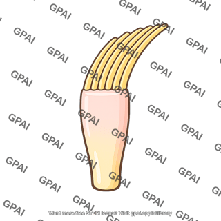 Hair cell bent