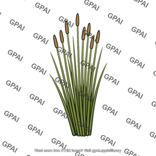 Cattails