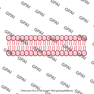 Phospholipid bilayer