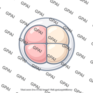 Zygote dividing
