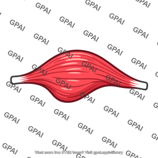 Skeletal muscle
