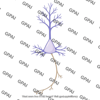 Hippocampal principal cell