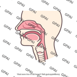 Upper respiratory tract