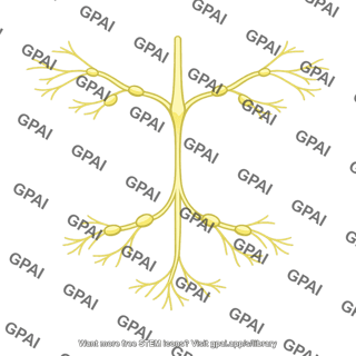 Nerve network