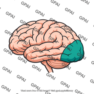 Brain occipital lobe