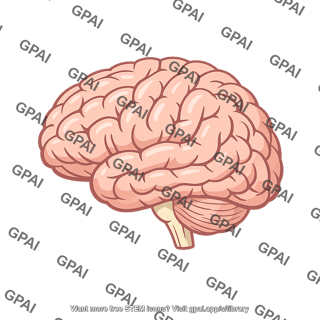Brain left hemisphere