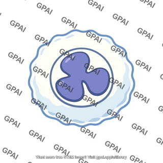 White blood cell