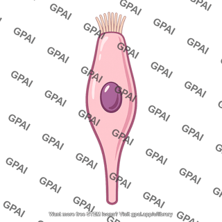 Taste receptor cell