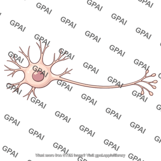 Multipolar neuron