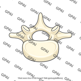 Vertebra