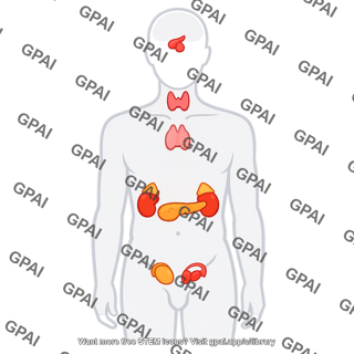 Endocrine system