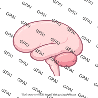 Human brain developing