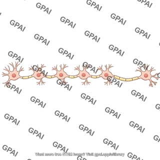 Neural pathway auditory