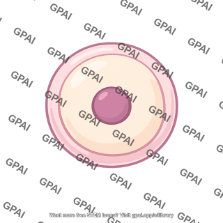 Human egg cell