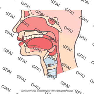 Human vocal tract