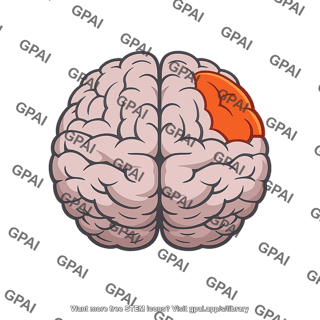 Prefrontal cortex right