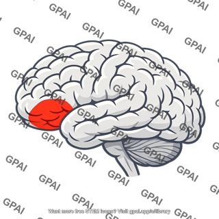 Broca area brain