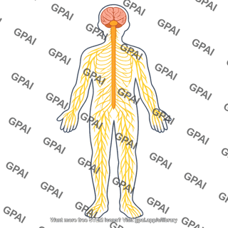 Nervous system