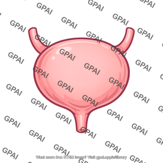 Urinary bladder relaxed