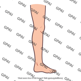 Human leg