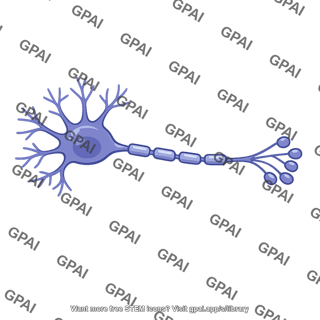 Neuron inhibitory