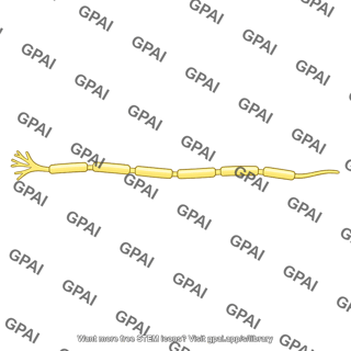 Peripheral nerve fiber