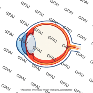 Eye cross section