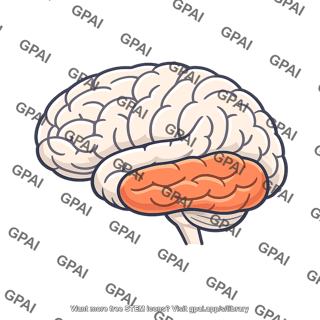 Temporal lobe
