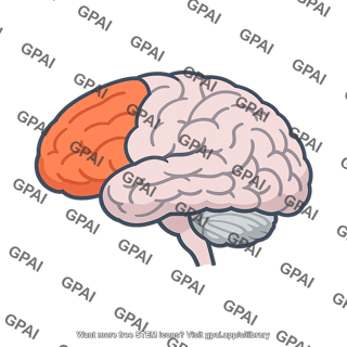 Brain frontal lobe