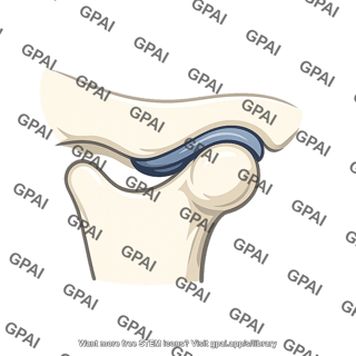 Temporomandibular joint