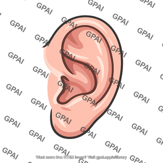 External ear pinna