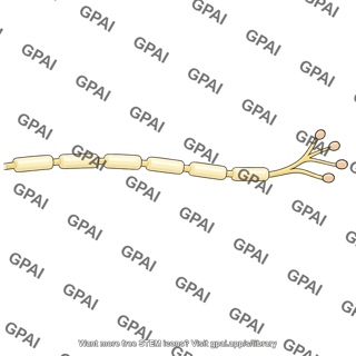 Myelinated axon